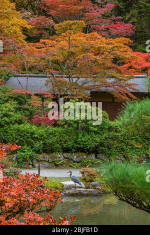 Großer blauer Reiher am Rand des japanischen Gartenteichs in Brilliant Fall Blatt, vertikal Stockfoto