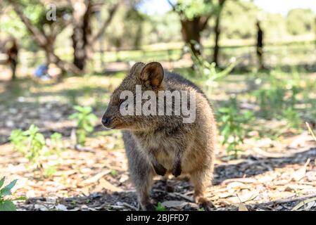 Ein quokka auf Rottnest Island in Australien Stockfoto