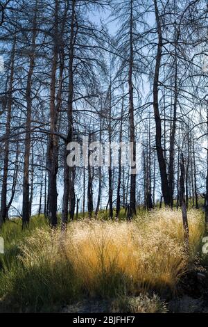 Serra da Estrela Gebirge im Naturpark. Sonnenlicht durch wilde Gräser. Verbrannte Nadelbäume, die nach dem DRAM durch Feuer beschädigt wurden Stockfoto