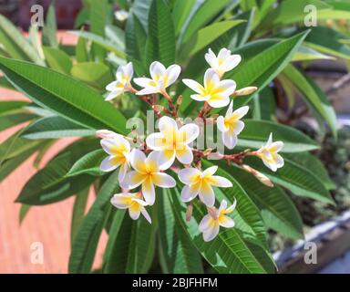 Weiße Frangipani (Plumeria) Blumen im Garten, Nusa Dua, Bali, Republik Indonesien Stockfoto