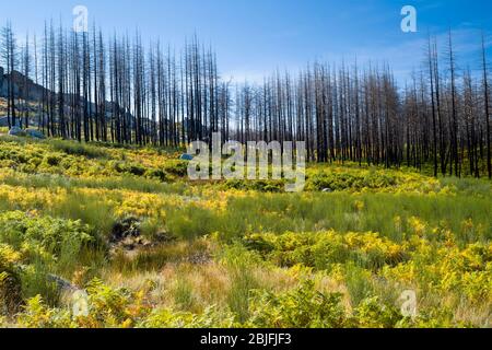 Serra da Estrela Gebirge im Naturpark. Grafische Wirkung der Linie von Feuer beschädigt Nadelbäume, Portugal Stockfoto