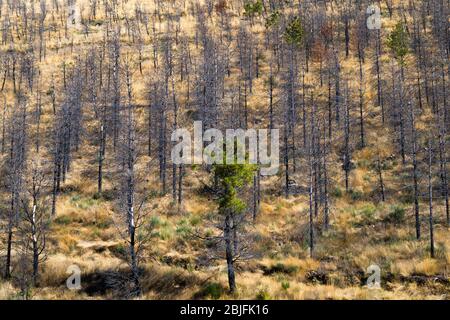 Serra da Estrela Gebirge im Naturpark. Feuer beschädigte Bäume am Berghang nach dem Flächenbrand von 2017 als Nadelbäume Stockfoto