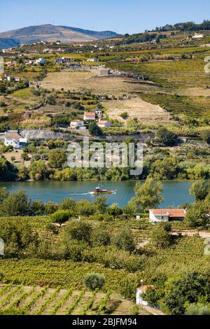 Rabelo Portweinboot vorbei an Weinbergen und Weingütern an den grünen Hügeln und Ufern des Flusses Douro Region nördlich von Viseu in Nordportugal Stockfoto