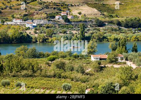 Rabelo Portweinboot vorbei an Weinbergen an den grünen Hügeln und Ufern des Flusses Douro Region nördlich von Viseu in Portugal Stockfoto