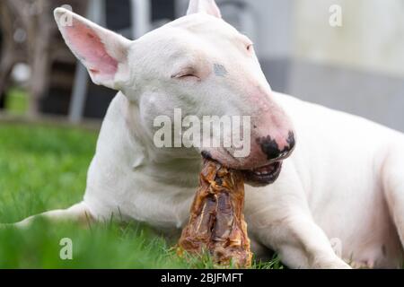 White Bull Terrier genießen ein Fleisch Leckerbissen Stockfoto