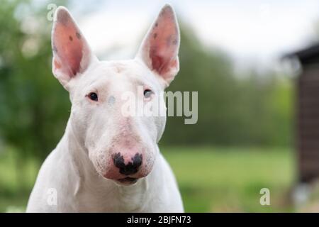 Weißes Bullterrier-Porträt mit Kopierraum Stockfoto