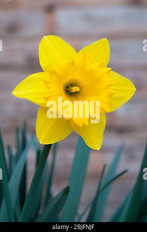 Nahaufnahme Detail von Narcissus Dutch Master in Blume im Frühjahr. Daffodil Dutch Master ist eine Trompete-Narzisse der Division 1 mit goldgelben Blüten. Stockfoto