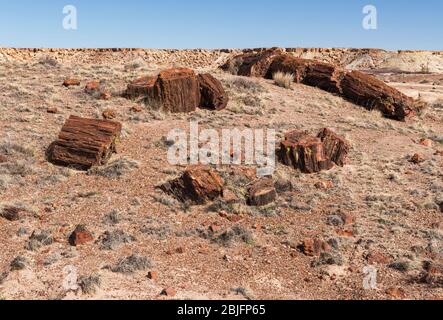 Der Nationalpark versteinerte Wälder hat die größte Konzentration von versteinerten Hölzern der Welt. Dieses Gebiet ist als Regenbogenwald bekannt. Stockfoto