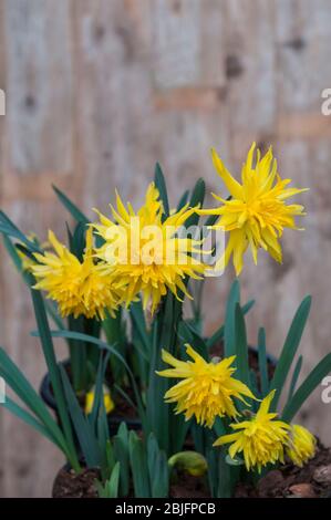 Nahaufnahme des Narzissus Rip Van Winkle in der Blüte im Frühjahr. Narcissi Rip Van Winkle ist ein zweifaches Narzissi mit gelben Blumen. Stockfoto