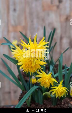 Nahaufnahme des Narzissus Rip Van Winkle in der Blüte im Frühjahr. Narcissi Rip Van Winkle ist ein zweifaches Narzissi mit gelben Blumen. Stockfoto