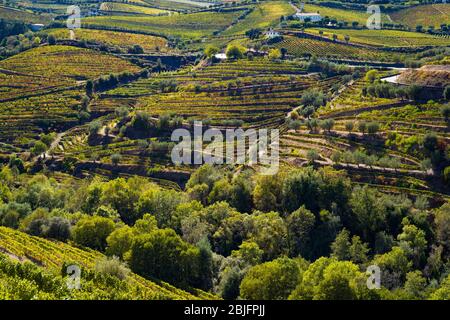 Weinberge an den grünen Hängen und Ufern des Douro-Flusses nördlich von Viseu in Portugal Stockfoto