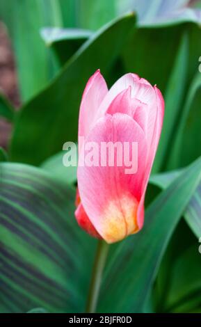 Tulpenherzen aus der Nähe erfreuen eine rot-weiße Lilienlippe mit bunten Blättern der Kaufmanniana-Tulpengruppe Division 12 Stockfoto