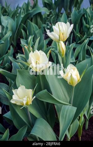 Gruppe der Tulpen Exotic Emperor eine weiße mit grünem Blitz und hellgelben Markierungen Doppeltulip aus der Fosteriana Gruppe der Tulpen Division 13 Stockfoto