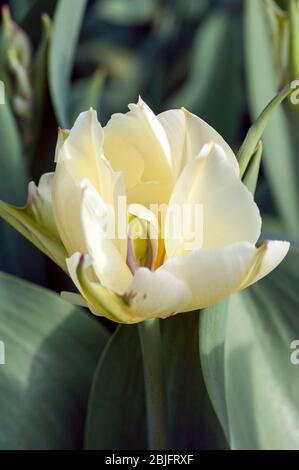 Nahaufnahme des exotischen Kaisers eine weiße mit grünem Blitz und hellgelben Markierungen Doppeltulip aus der Fosteriana-Gruppe der Tulpen Division 13 Stockfoto