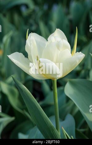 Nahaufnahme des exotischen Kaisers eine weiße mit grünem Blitz und hellgelben Markierungen Doppeltulip aus der Fosteriana-Gruppe der Tulpen Division 13 Stockfoto