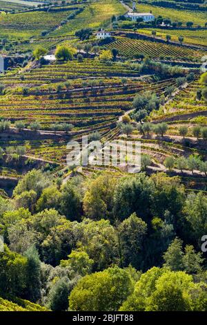 Weinberge an den grünen Hängen und Ufern des Douro-Flusses nördlich von Viseu in Portugal Stockfoto