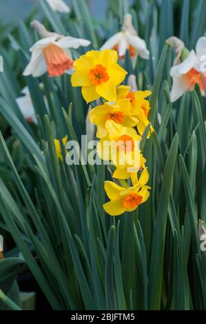 Gruppe von Narcissus Fortune in Blüte im Frühjahr. Fortune ist eine gelb & orange Division 2 große kuppelige voll winterhart Frühjahr blühende Narzisse Stockfoto