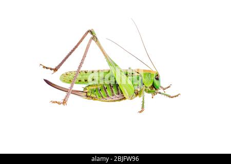 Grüne Heuschrecke Acrididae Grasshopper Schädel Insekt isoliert auf Weiß Stockfoto