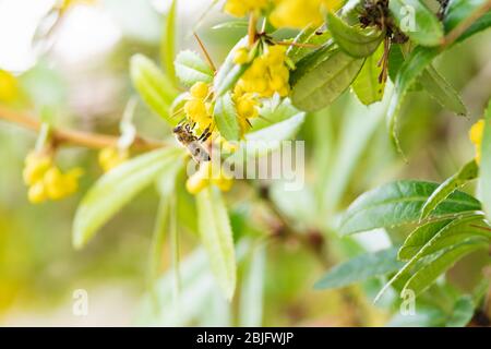 Detail einer Biene, die auf den gelben Blüten eines verschwommenen Busches trinkt Stockfoto