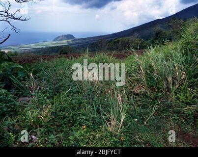 Regenwald In Der Nähe Von Romney Manor St. Kitts Stockfoto