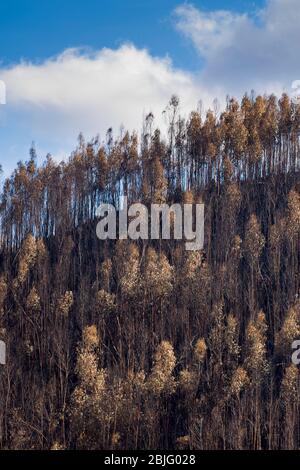 Serra do Marao Bergkette und Feuer beschädigt verbrannten Bäume auf Berghang nach dem Flächenbrand von 2017 in Portugal. Stockfoto