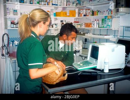 Ginger weibliche Katze in der Tiermedizin Chirurgie mit Ultraschall-Scan Stockfoto