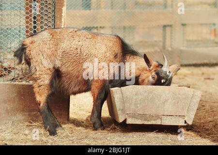 Niedliche lustige Ziege im zoologischen Garten Stockfoto