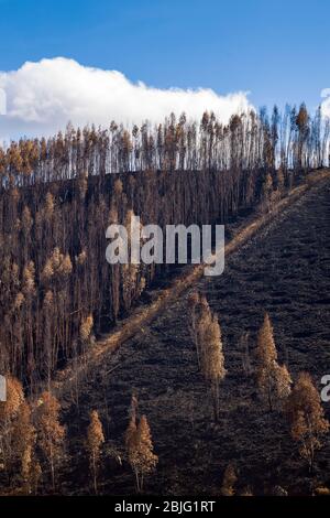 Serra do Marao Bergkette und Feuer beschädigt verbrannten Bäume auf Berghang nach dem Flächenbrand von 2017 in Portugal. Stockfoto