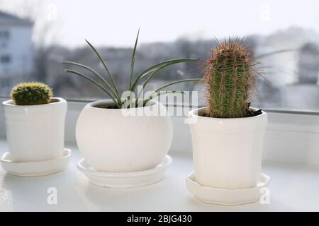 Pflanzen in Töpfen auf weißem Fensterbrett Stockfoto