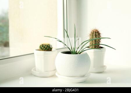 Pflanzen in Töpfen auf weißem Fensterbrett Stockfoto