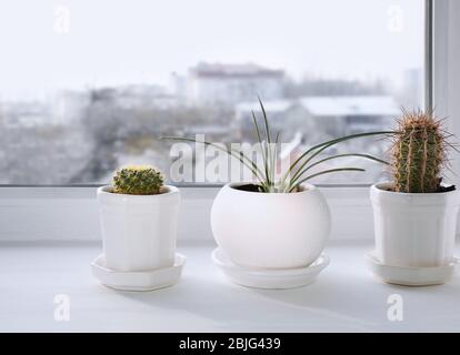 Pflanzen in Töpfen auf weißem Fensterbrett Stockfoto