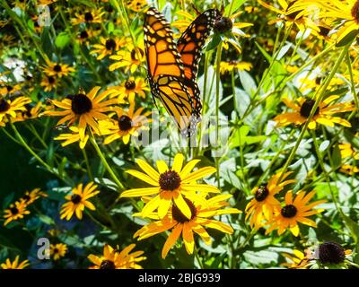 Monarch auf Black Eyed Susan Stockfoto