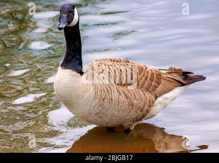 Eine Kanadagans schwimmt im See im Langan Park, 13. April 2019, in Mobile, Alabama. Stockfoto