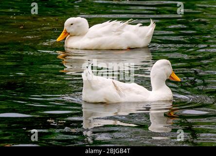 Pekinenten schwimmen im See im Langan Park, 13. April 2019, in Mobile, Alabama. Der 720 Hektar große Park bietet eine Vielzahl von Freizeitmöglichkeiten. Stockfoto