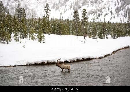 Bullelch steht im Winter im Madison River im Yellowstone National Park in Wyoming. Schöne Winter Landschaft Landschaft Hintergrund. Stockfoto