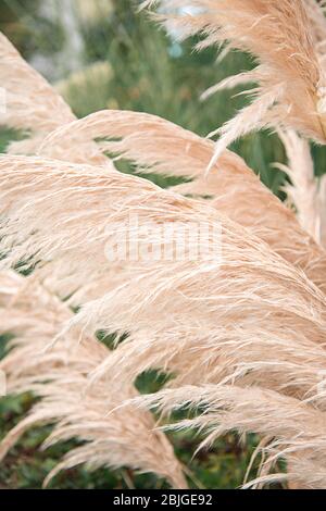 Pampas Graspflanzen wachsen in einem Garten. Wispy und feathery getrocknete botanische Gräser. Stockfoto