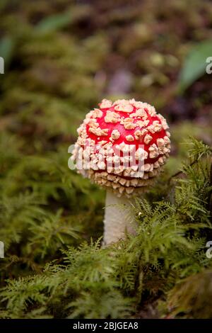 Rot bedeckter Fliegenpilz mit weißen Flecken, der durch einen grünen Moos-Regenwald wächst. Amanita muscaria Pilze hat halluzinogene, giftige an Stockfoto