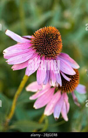 Violette Sonnenblume oder Echinacea purpurea. Ein Nahaufnahme-Bild von zwei Blumen auf einem verschwommenen Hintergrund von grünem Gras in einem Garten in Helena, Montana. Stockfoto