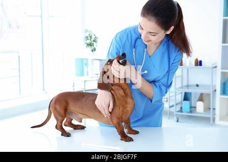 Tierarzt Untersuchung der Zähne des Hundes in Tierklinik Stockfoto