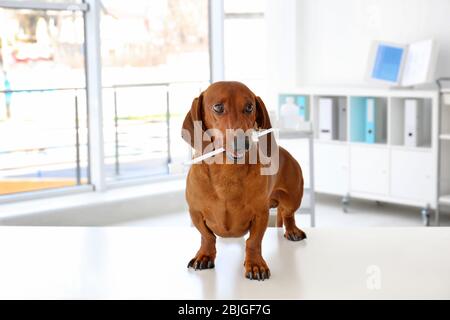 Dackel Hund mit Zahnbürste in den Zähnen in Tierklinik Stockfoto