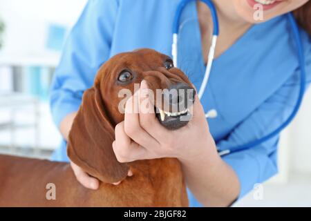 Tierarzt Untersuchung der Zähne des Hundes in Tierklinik Stockfoto