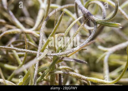 Spanisches Moos (Tillandsia usneoides) Makro - Pine Island Ridge Natural Area, Davie, Florida, USA Stockfoto