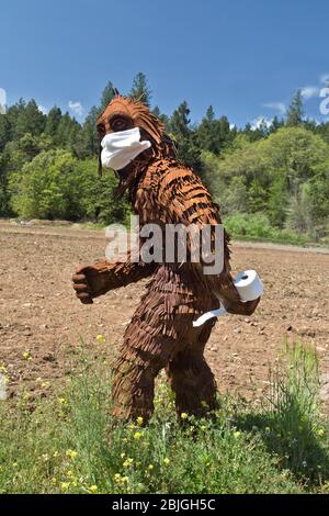 Bigfoot trägt COVID-19 Antivirenmaske, trägt eine Rolle Toilettenpapier, trägt Schutzkleidung, durchquert kultiviertes Feld, Waldrand. Stockfoto