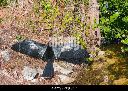 Weibliche Anhinga (Anhinga anhinga) trocknende Flügel im Big Cypress National Preserve. Florida. USA Stockfoto