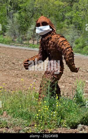 Bigfoot trägt COVID-19 Antivirus-Maske, durch kultiviertes Feld, Waldrand. Stockfoto