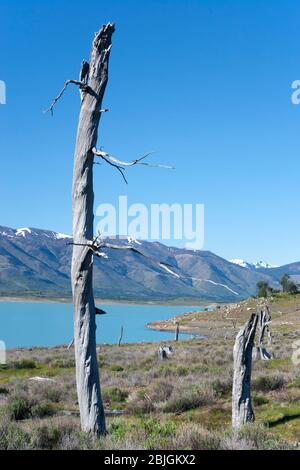 Baumfriedhof am Lago Argentino. Das episodische Platzen des Perito Moreno Gletschereisdamms führt zu einem Anstieg des Seeniveaus und tötet die Nothofagus-Wälder entlang des Ufers Stockfoto