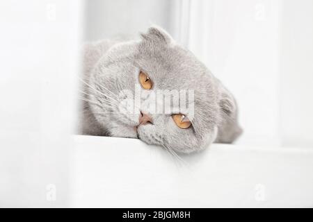 Schottische Faltenkatze, die auf der Fensterbank hinter dem Vorhang liegt Stockfoto