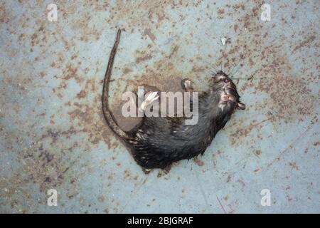 Tote nasse städtische Norweger Ratte auf den Straßen von Manhattan, New York City Stockfoto