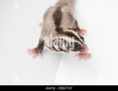 Niedlicher Zucker Segelflugzeug auf weißem Hintergrund Stockfoto