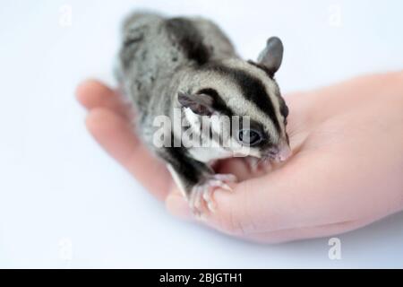 Weibliche Hand mit niedlichen Zucker Segelflugzeug auf weißem Hintergrund, Nahaufnahme Stockfoto